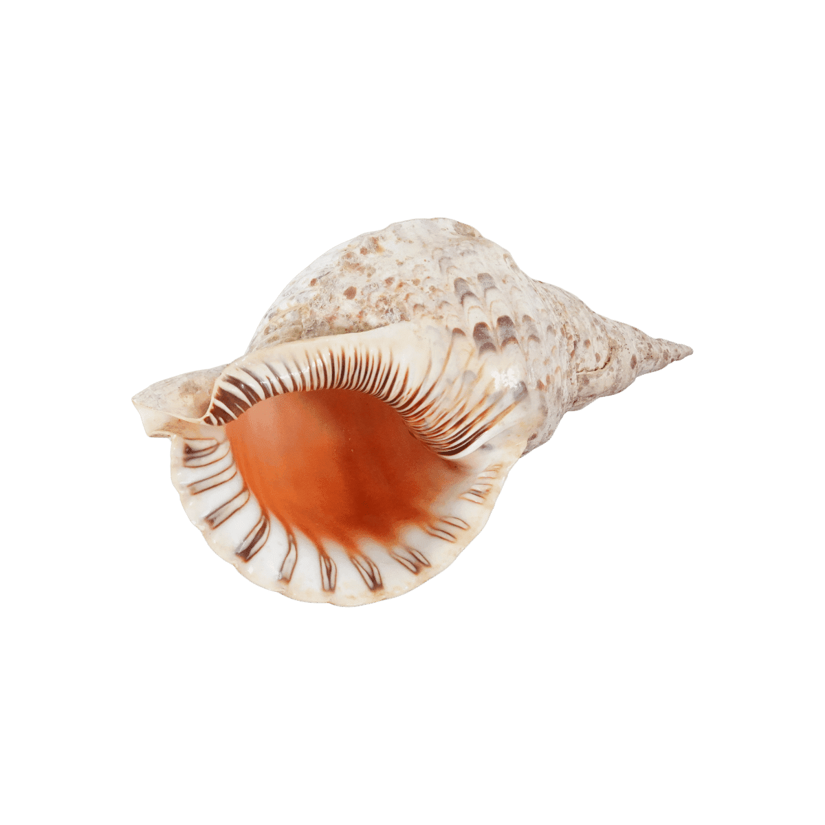 Image produit 1