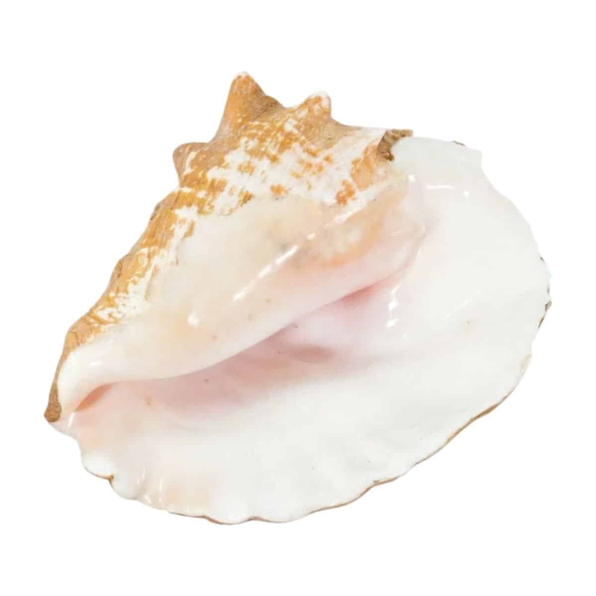 Image produit 1