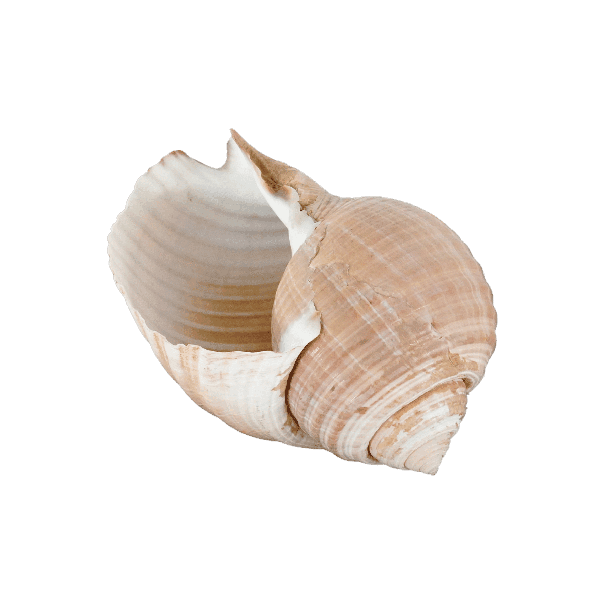 Image produit 1