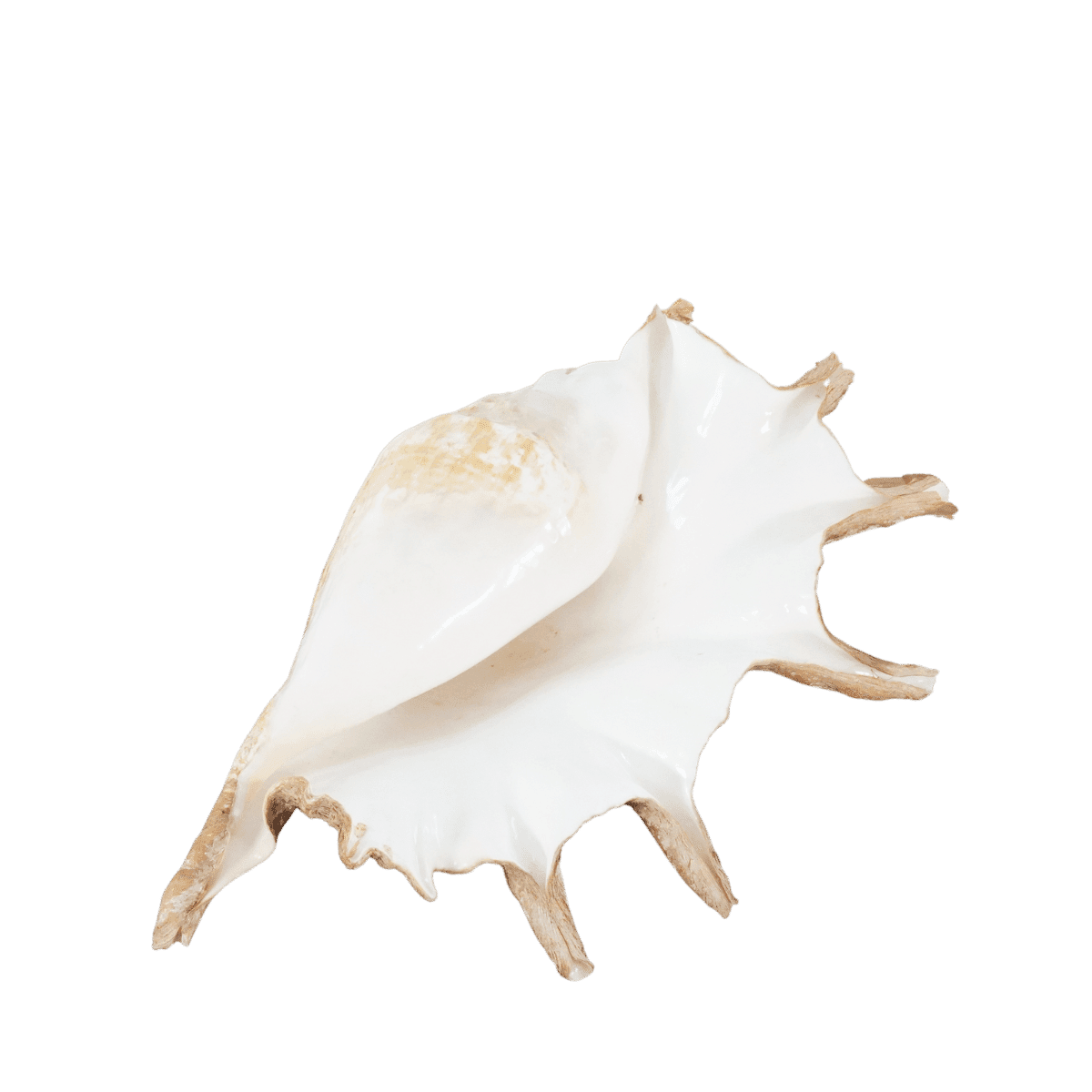 Image produit 1