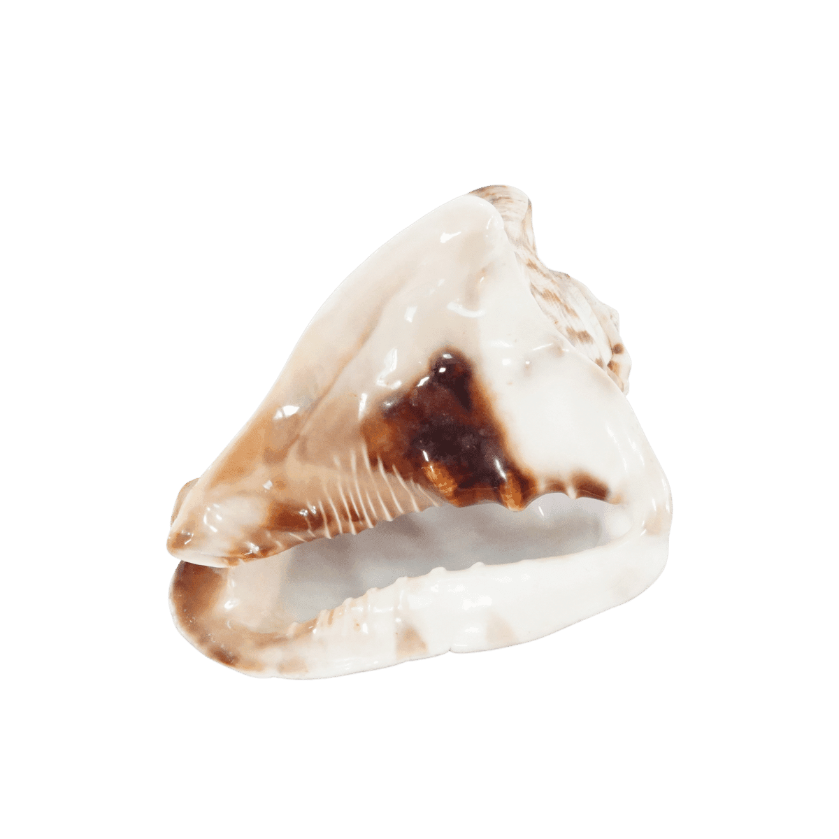 Image produit 1