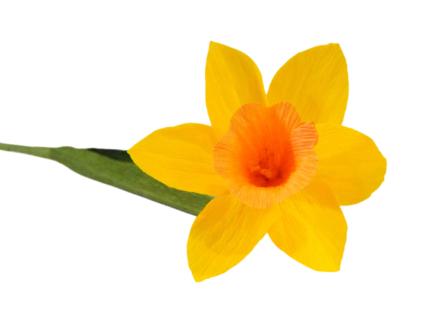 Fleur de Jonquille en Papier Crépon haut de gamme - Création artisanale – Image 6
