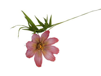 🌸 Fleur de Cosmos en Papier Crépon haut de gamme - Création Artisanale – Image 3