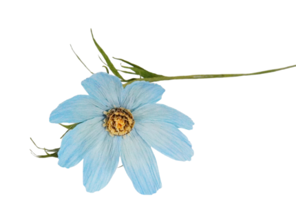 🌸 Fleur de Cosmos en Papier Crépon haut de gamme - Création Artisanale – Image 4