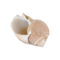 Location Coquillage Spirale Dorée - Décoration Événement