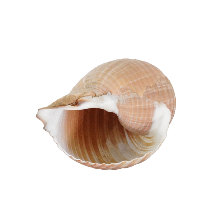 Location Coquillage Spirale Dorée - Décoration Événement face