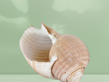 Location Coquillage Spirale Dorée - Décoration Événement 2