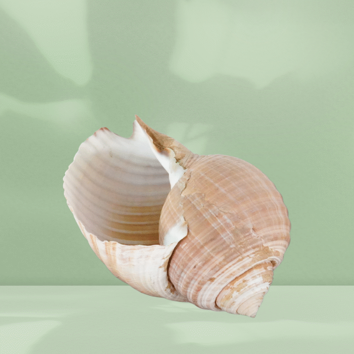Location Coquillage Spirale Dorée - Décoration Événement 2