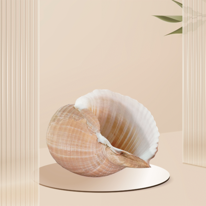 Location Coquillage Spirale Dorée - Décoration Événement 3