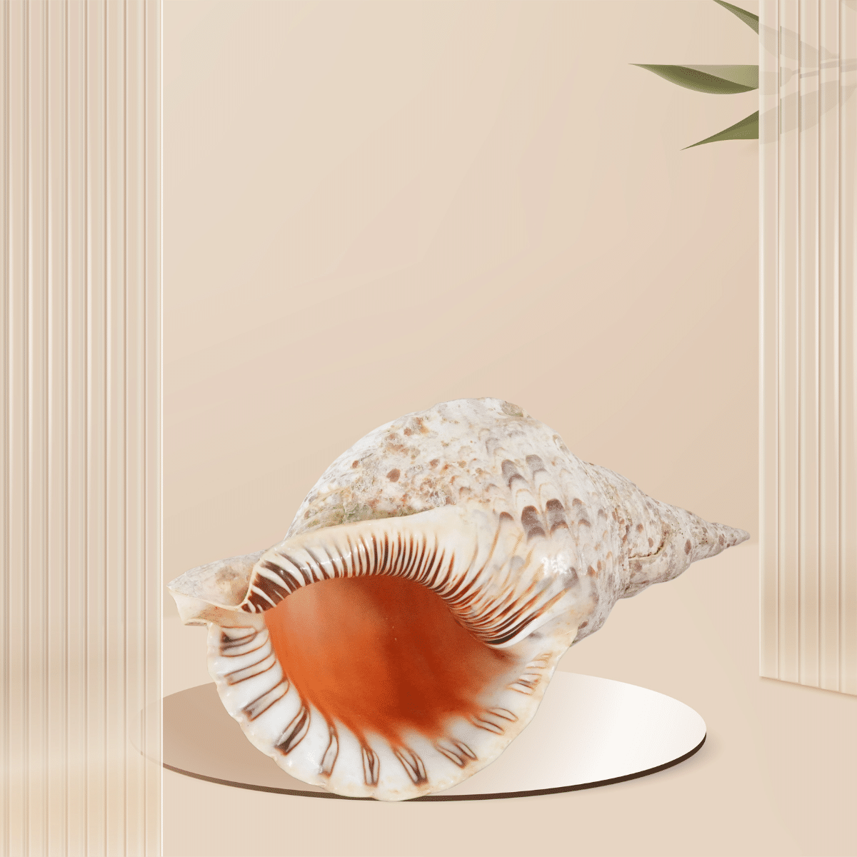 Location Coquillage Trompette Royal - Décoration Événement 3