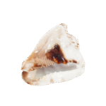 Location Coquillage Moka Marbré