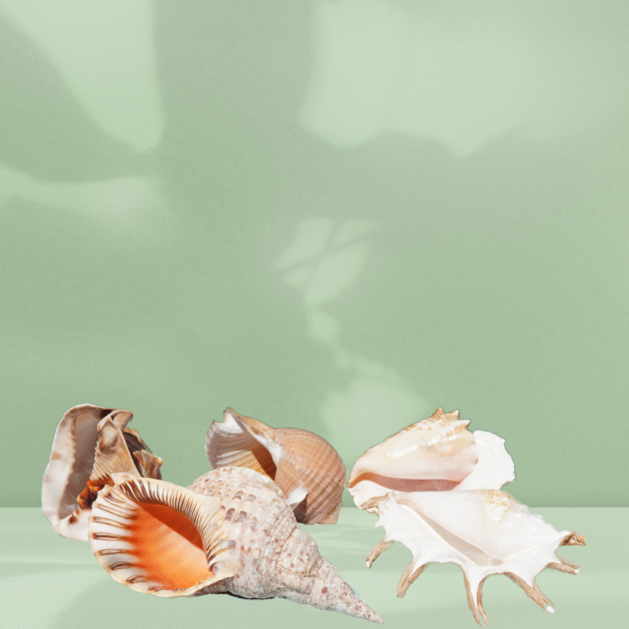 Location Lot 5 Coquillages Naturels