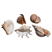 Location Lot 5 Coquillages Naturels