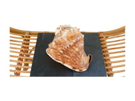 Location Coquillage Moka Marbré - Décoration Événement – Image 5