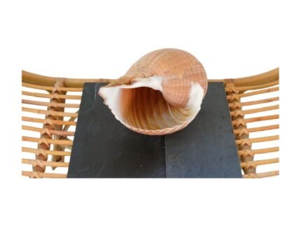 Location Coquillage Spirale Dorée - Décoration Événement – Image 7