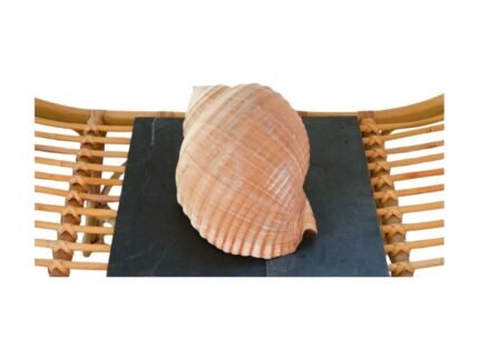 Location Coquillage Spirale Dorée - Décoration Événement – Image 6