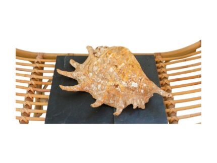 Location Coquillage "Étoile de Neptune" - Décoration Événement – Image 3