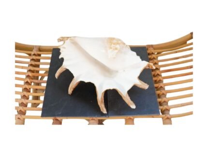 Location Coquillage "Étoile de Neptune" - Décoration Événement – Image 5