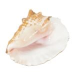 Location coquillage Satin de mer naturel, décoration événementielle, shooting ou mariage, La Réunion, disponible chez La Fée Flores