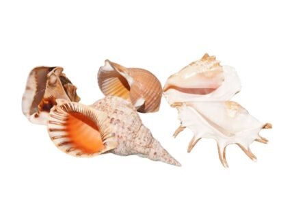 Location lot 5 coquillages naturels – Trompette Royal, Satin de Mer, Spirale Dorée, Étoile de Neptune, Moka Marbré – décoration événementielle, La Réunion, La Fée Flores