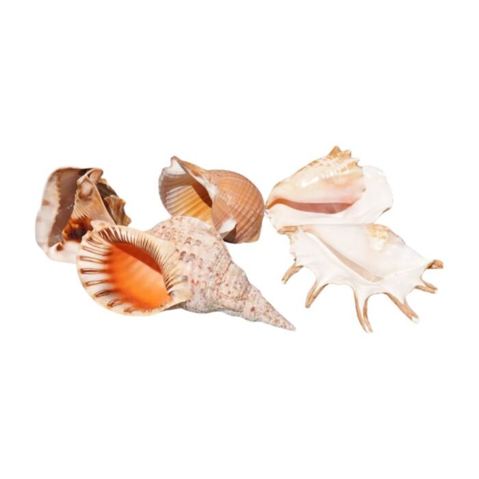 Location lot 5 coquillages naturels – Trompette Royal, Satin de Mer, Spirale Dorée, Étoile de Neptune, Moka Marbré – décoration événementielle, La Réunion, La Fée Flores